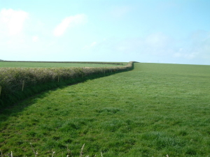 hedge rows